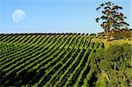 Beautiful Vineyard Landscape