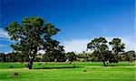 Lush green rural meadow