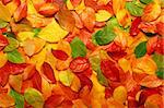 Colorful backround image of fallen autumn leaves perfect for seasonal use