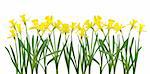 Beautiful daffodils isolated on white - high resolution large file