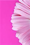 Detail of a pink gerbera flower isolated on pink backround with copy space