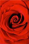 Beautiful red rose extreme close-up