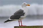 Western Gull (Larus occidentalis) standing by the waves of the Pacific Ocean