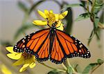 Monarch Butterfly (danaus plexippus) gathering nectar from a flower