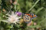 Monarch Butterfly (danaus plexippus) on a thistle flower