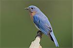 Male Eastern Bluebird (Sialia sialis) on a stump