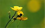 Close up of a buttercup and bud