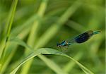 Blue and green dragonfly on a reed