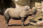 Standing adult Rhinoceros in Zoo. Sunny summer day. Clipping path for rhino included.