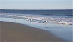 Four Seagulls on the edge of the surf at the beach