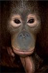 close up photo of endangered primate orangutan from kalimantan