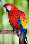 photo of colorful scarlet macaw