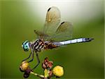 Blue Dasher Dragonfly (Pachydiplax longipennis) on a dead flower head