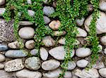 rock wall and green plant