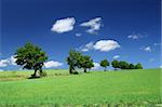 blissful summer landscape with tree line and cumulus clouds
