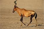 Red hartebeest (Alcelaphus buselaphus), Kalahari desert, South Africa