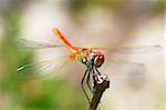 Red dragonfly sitting on the bough.