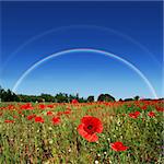 Poppy flower field on perfect sunny day with rainbow in the background
