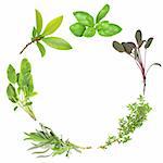 Organic herb garland of basil, purple sage, common thyme, lavender, variegated sage, and bay set against a white background. (Clockwise order)