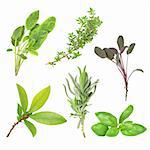 Organic herb selection of leaves of variegated sage, common thyme, bay, lavender, basil and purple sage and set against a white background.