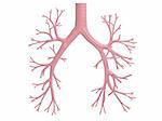 3d rendered anatomy illustration of human bronchi