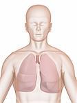 3d rendered anatomy illustration of a human shape with lung