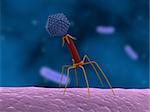 3d rendered close up of a bacteriophage and a bacteria