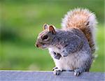 squirrel on a bench. Photo was taken in Brooklyn in April 2007