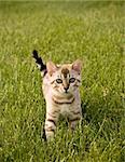 Young Bengal Kitten facing the camera as it strolls through the grass