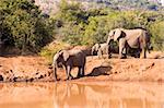 Elephants of different generations gathering at a waterhole in the Pilansberg
