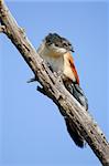 a burchell's coucal keeps a close watch on the activity below him