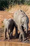 a recent calf is taken care of by an older sibling at the waterhole