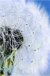 Macro of dandelion seeds on blue sky background