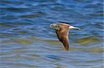 Waders tend to fly close to the surface of the water