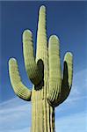 Saguaro Cactus, Saguaro National Park, Arizona