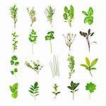 Organic fresh herb selection set against a white background.