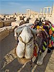 Camel in ancient Roman time town in Palmyra (Tadmor), Syria. Greco-Roman & Persian Period.