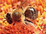 Macro shot of a honeybee in a flower