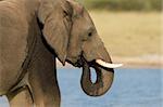 Portrait of an African elephant (Loxodonta africana) drinking water, Hwange National Park, Zimbabwe, southern Africa