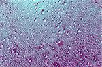 Purple-blue water drops on a glass surface.