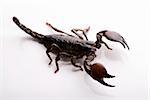 Scorpions sont des arthropodes carnivores à huit pattes.