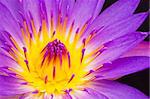 water lily closeup