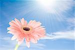 pink gerber flower against blue sky