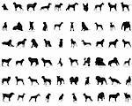 Big collection vector silhouettes of dogs with breeds description