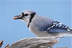 Blue Jay (corvid cyanocitta) eating peanuts on a stump with a blue sky background