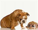 finicky or picky bulldog pouting beside full bowl of dog food