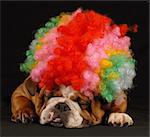 english bulldog dressed up with clown wig on black background