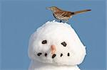 Brown Thrasher (Toxostoma rufum) in winter on a snowman