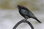 Brown-headed Cowbird (Molothrus ater) on a perch