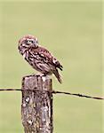 A Little Owl perched on a fence post. Captured on farmland in the UK.